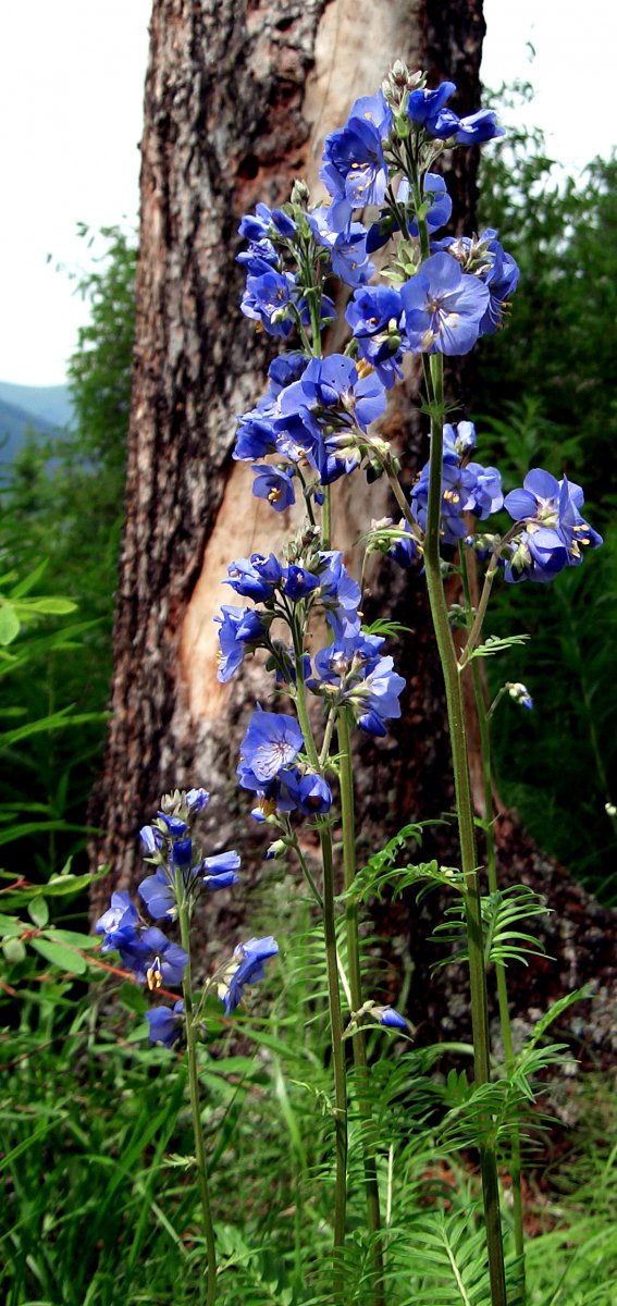 4 синюха голубая.jpg