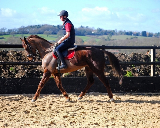 404765_chester-perfect-allrounder-_photo_1_1425062464_img.jpg