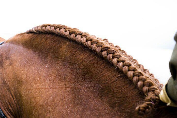 5fd067dad0f3afb9eeed20c5c42b2ee2--double-french-braids-double-braid.jpg