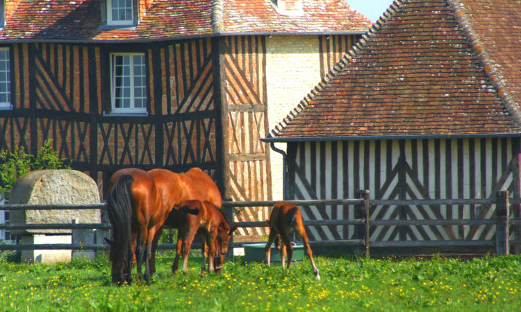 6441-Cheval-et-poulain-Calvados-Tourisme-750x450.jpg