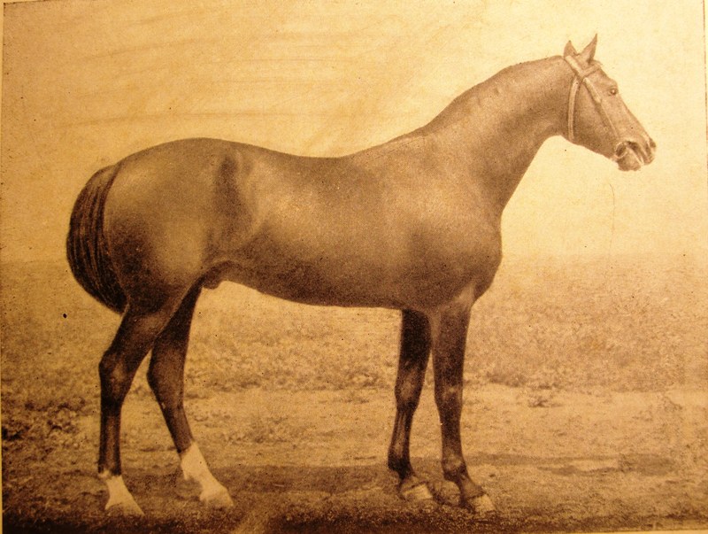 70 Закат , з.рыж. 1934 г.р..jpg