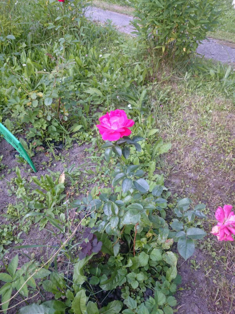 71C4365F-7B85-412B-A7D2-E2A4CB23A2AD.jpeg