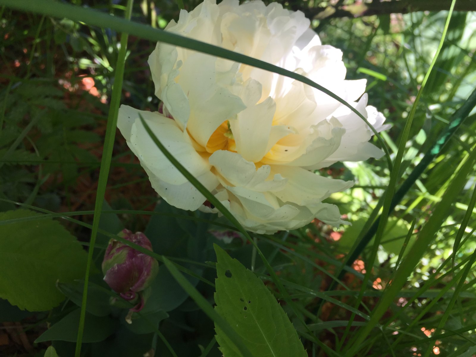 7545AE81-23C2-4897-A521-19DF26E6F337.jpeg
