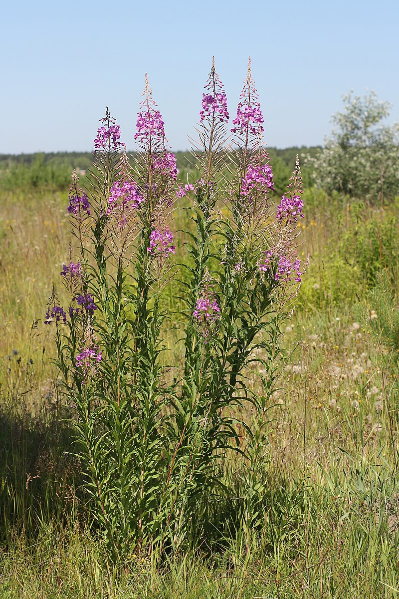 800px-Chamerion_angustifolium_2012_G2.jpg