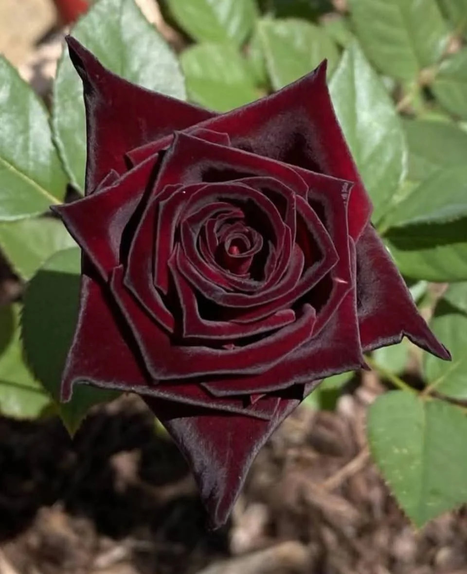 849694580_1131333189853336_6320596375891369585_n.webp