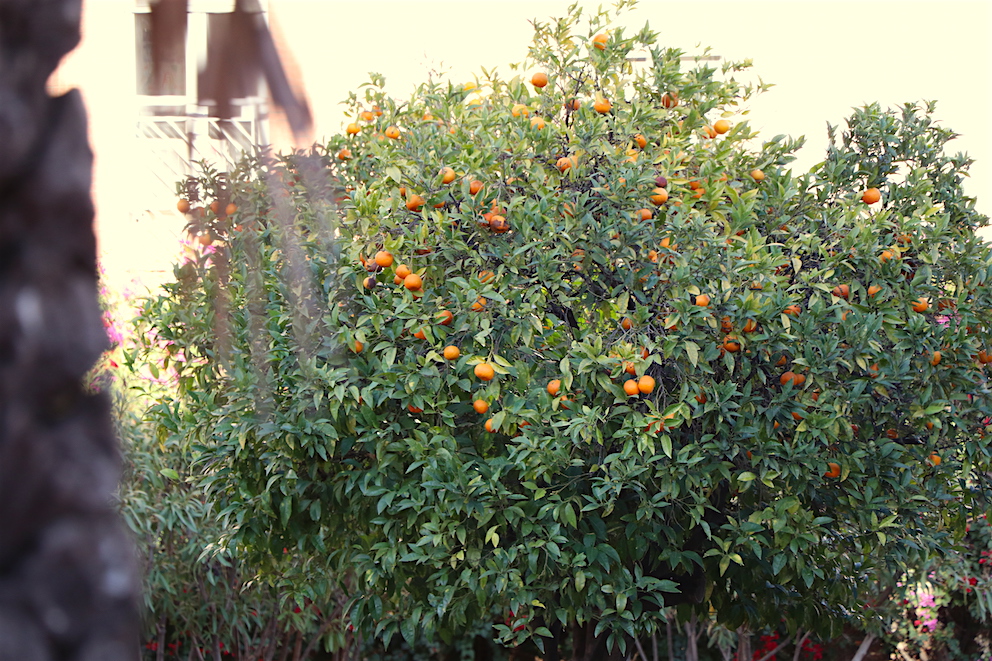 _1433 - copie.jpg