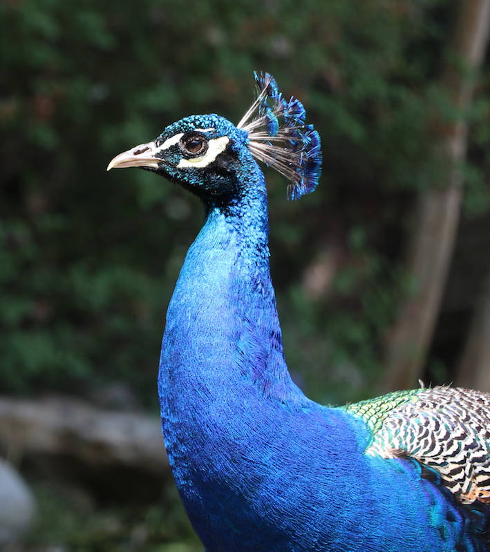 _3453 - copie.jpg