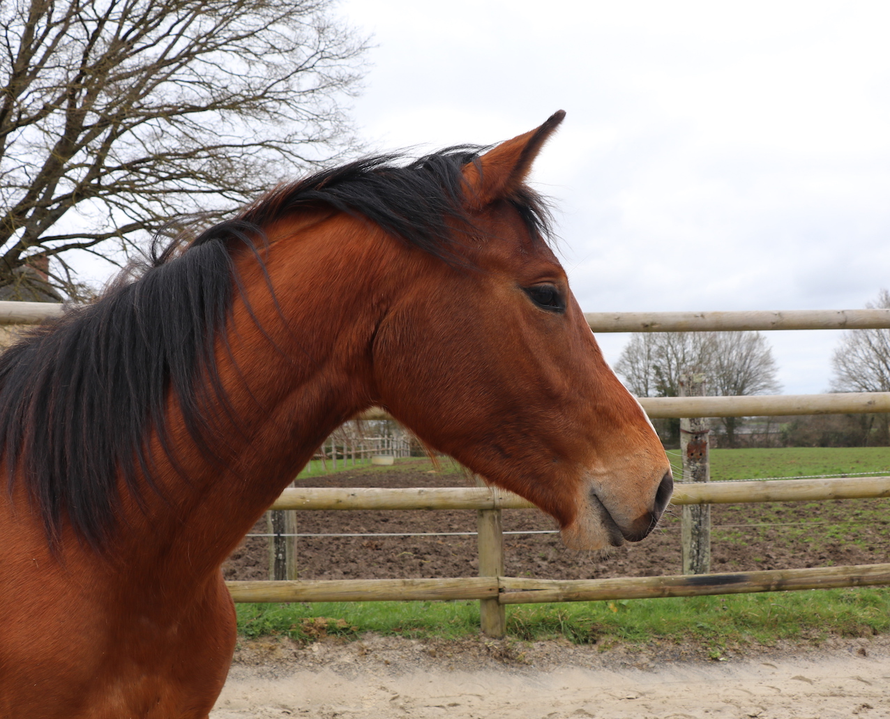 _7986 - copie.jpg