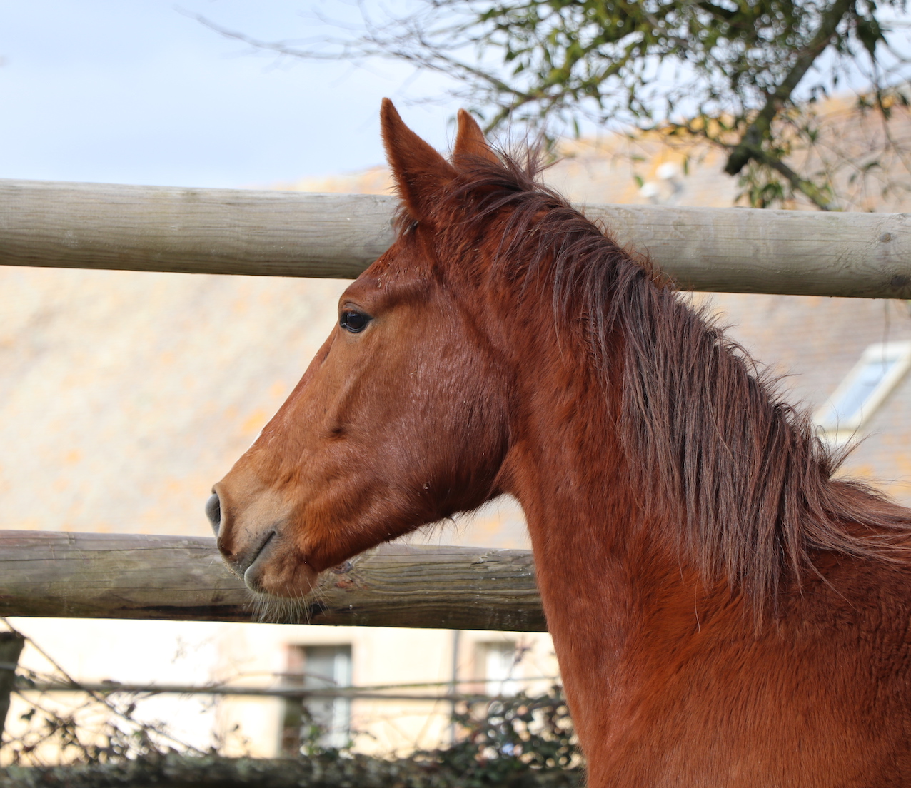_8062 - copie.jpg