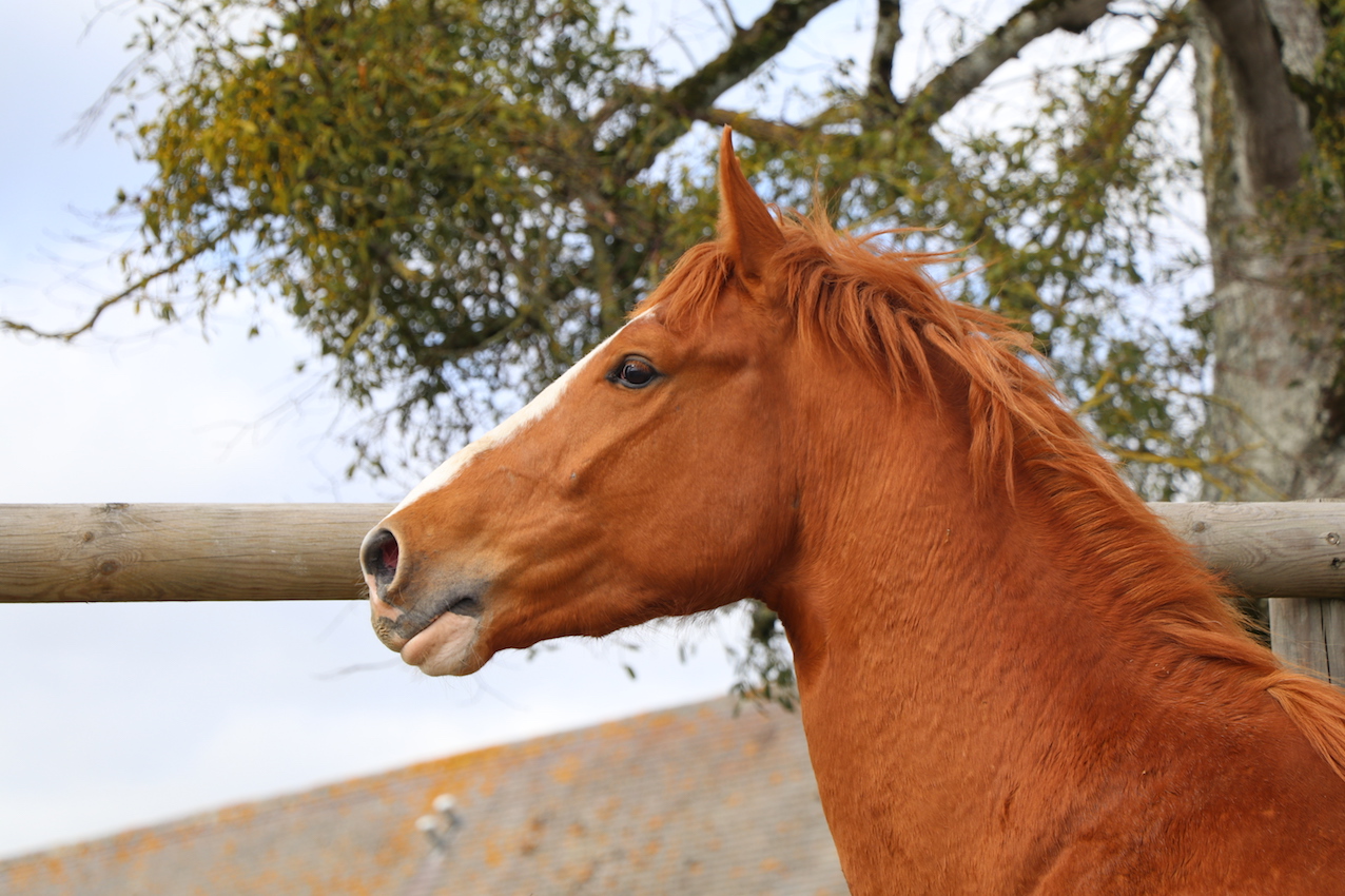 _8225 - copie.jpg