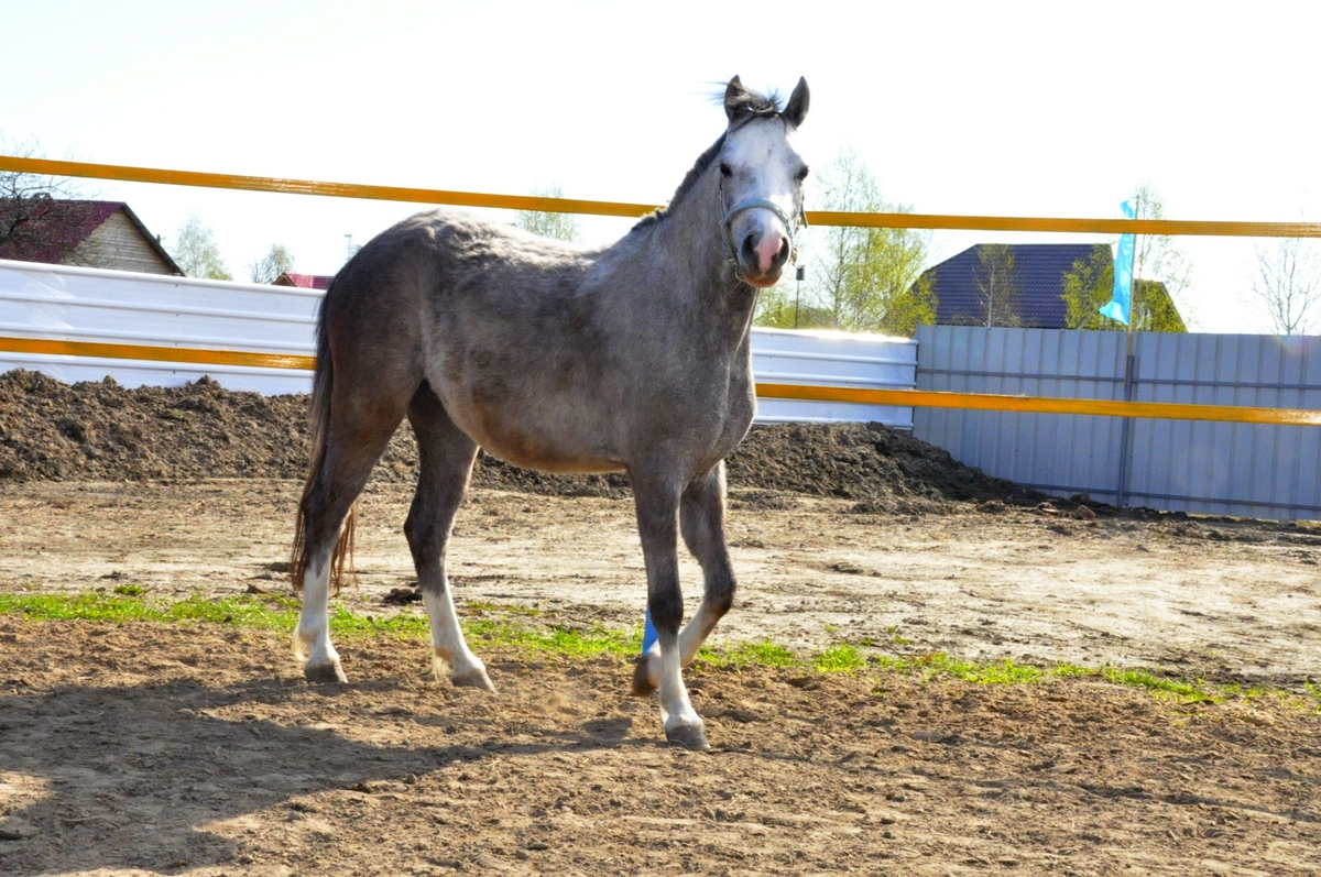 _DSC0348.JPG