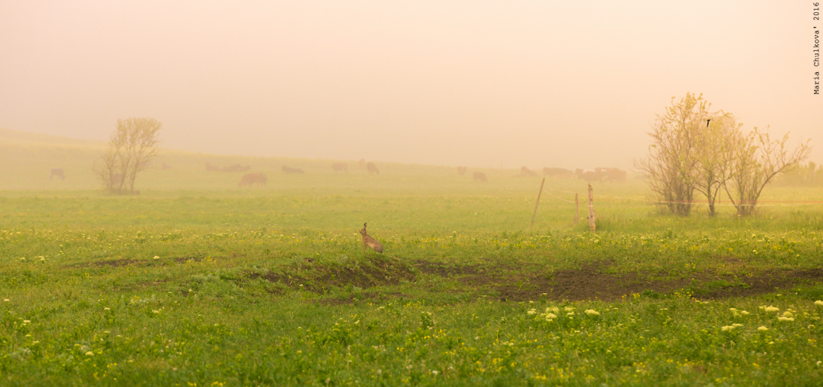 _DSC8221.jpg