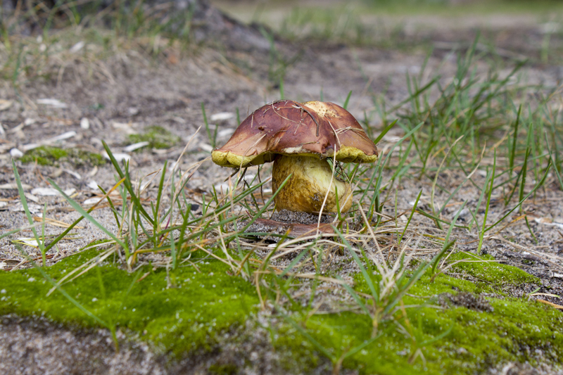 _MG_6252.jpg