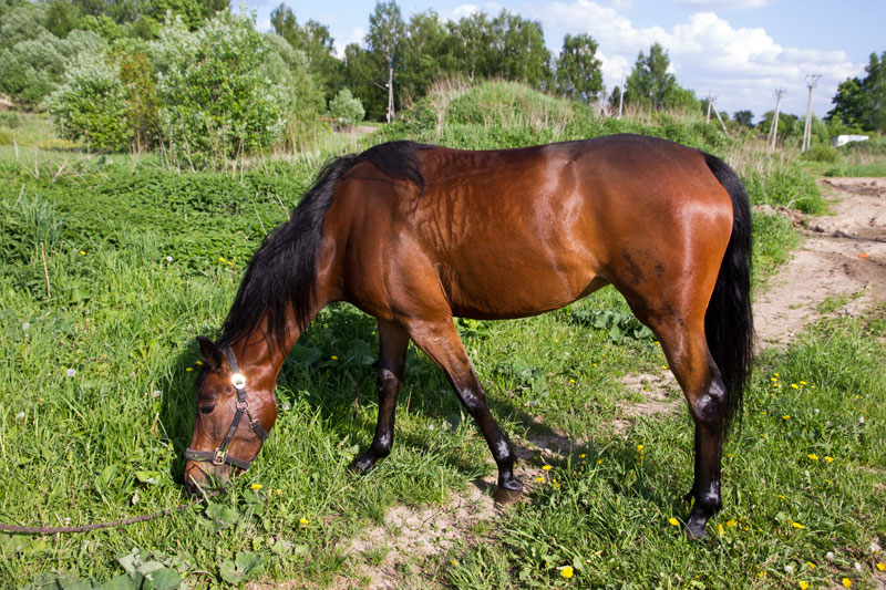 A_2091.jpg
