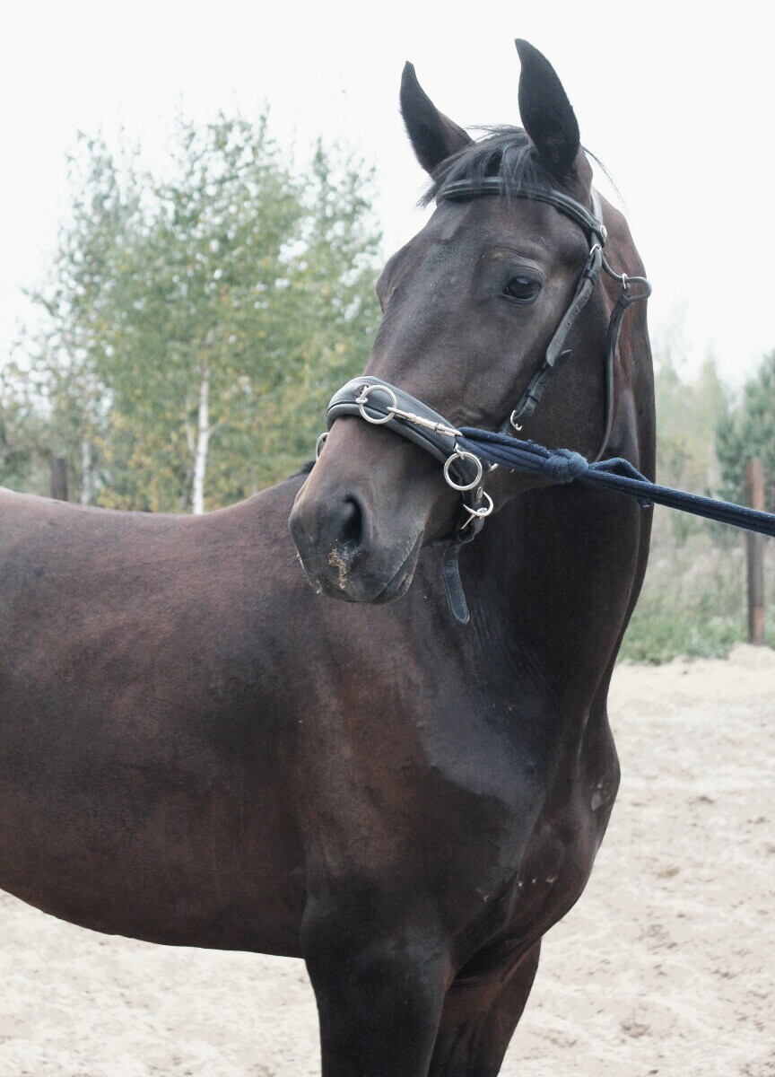 Продажа лошадей забайкальский. Забайкальская лошадь. Лошади объявление. Найдена лошадь в Чите. Лошадь продаётся в Ингушетии 4 года.