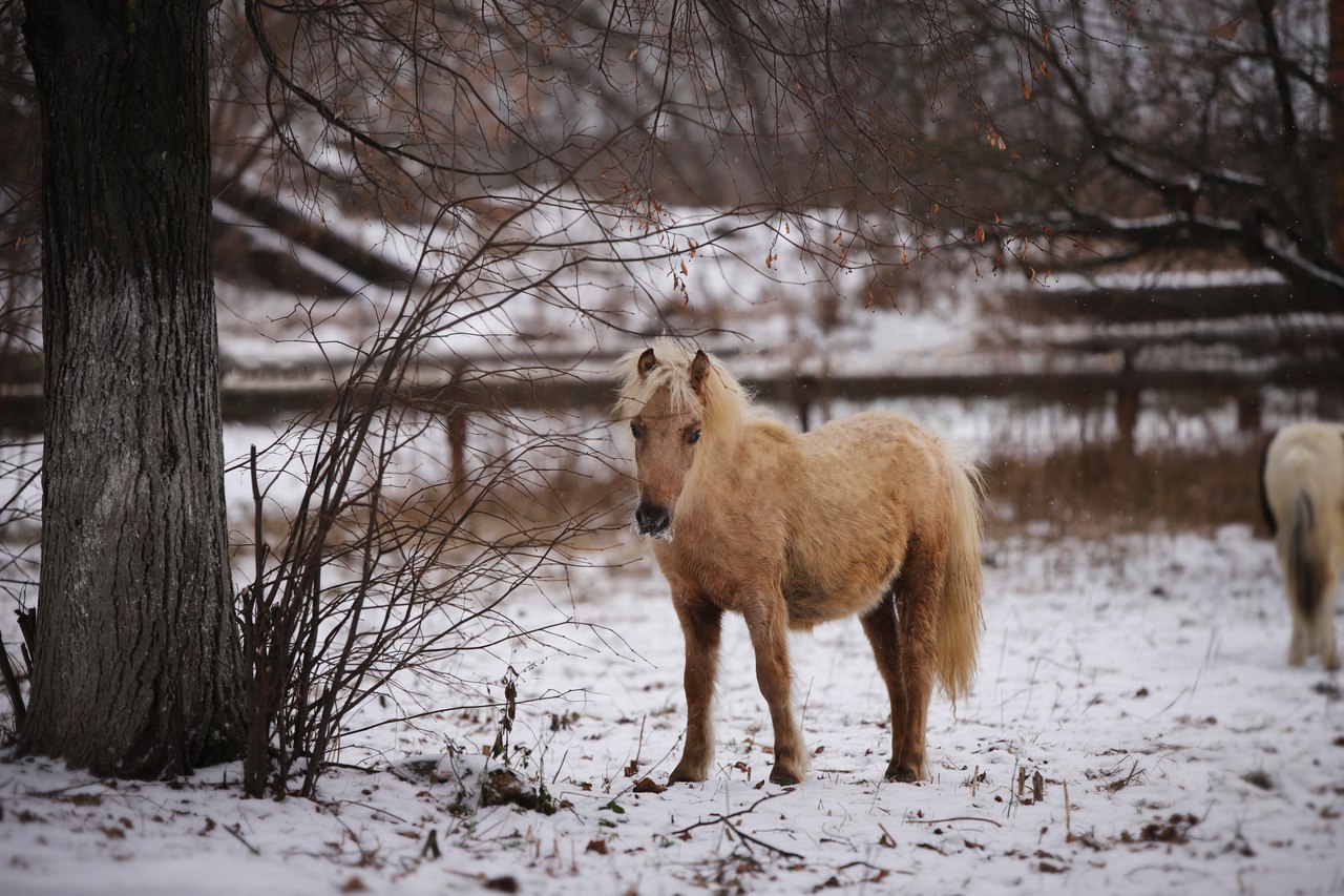 Айвенго(Альтаир-Выдумка),2017гр (3).jpg