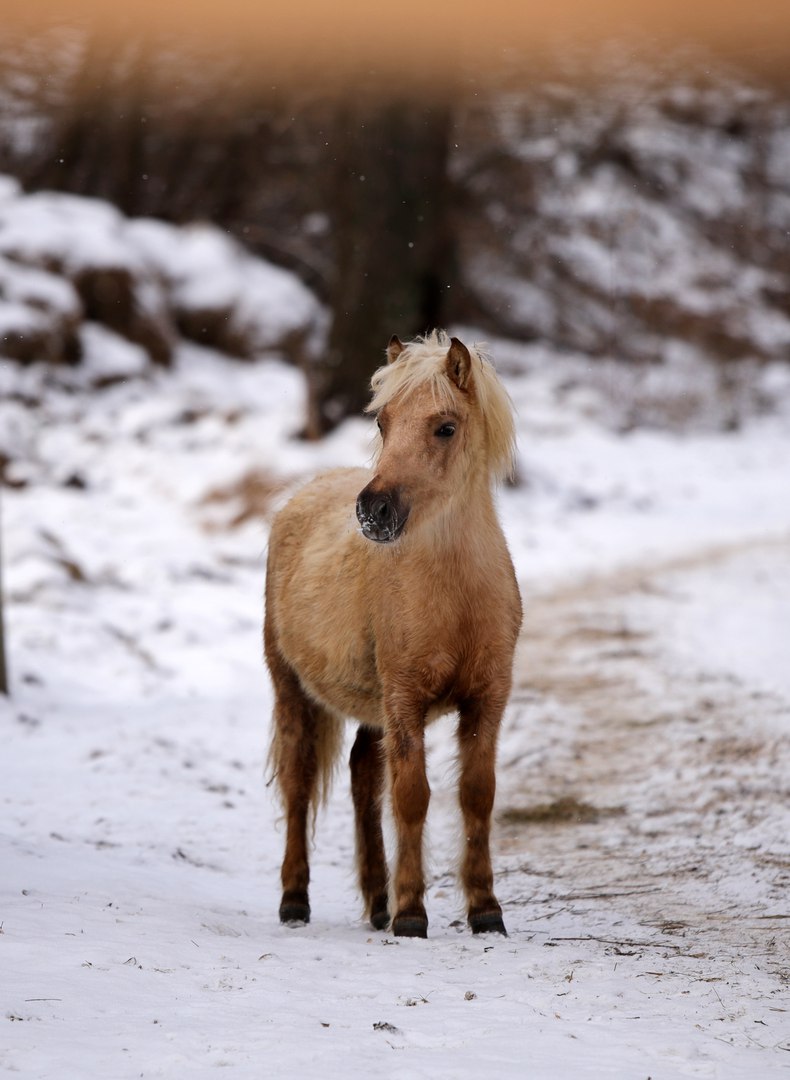 Айвенго(Альтаир-Выдумка),2017гр (4).jpg