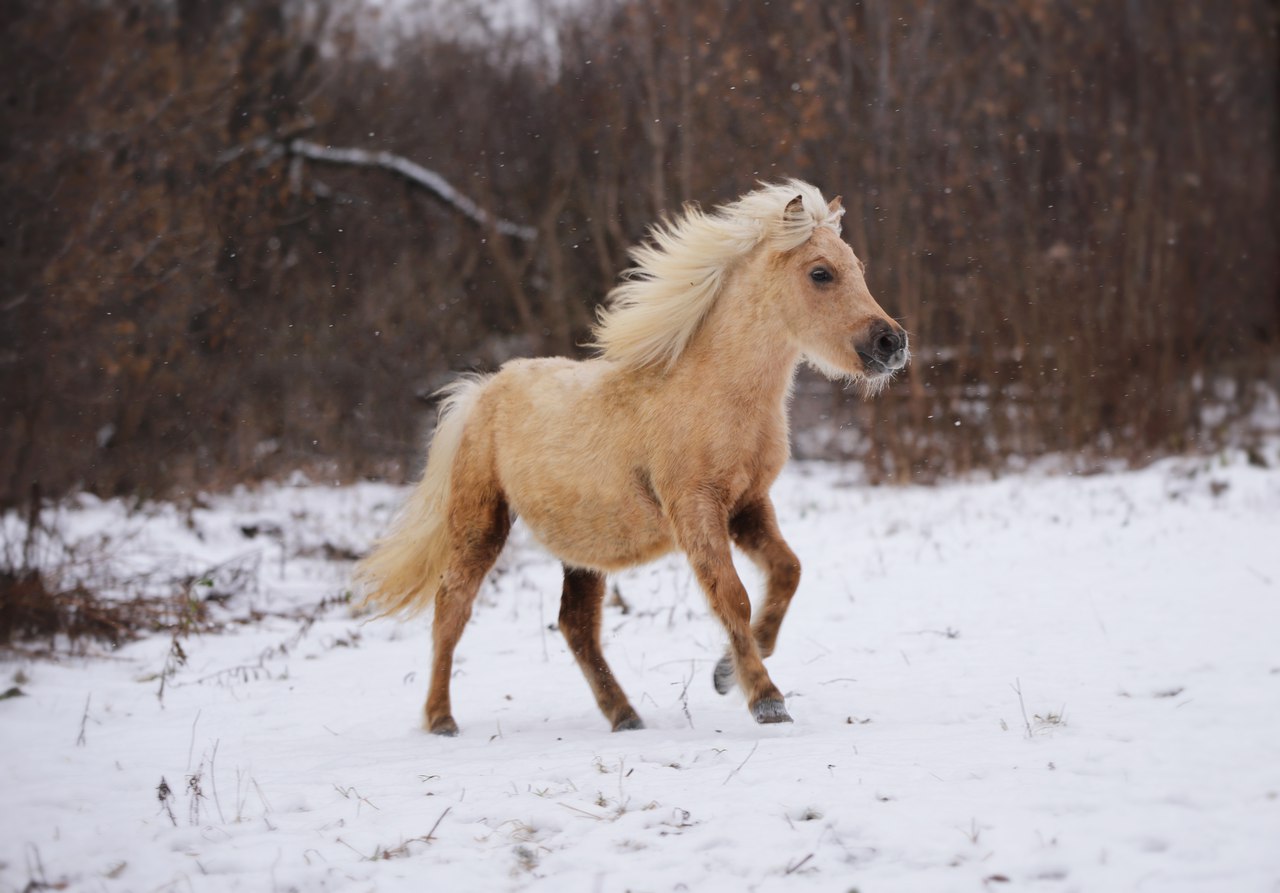 Айвенго(Альтаир-Выдумка),2017гр (5).jpg