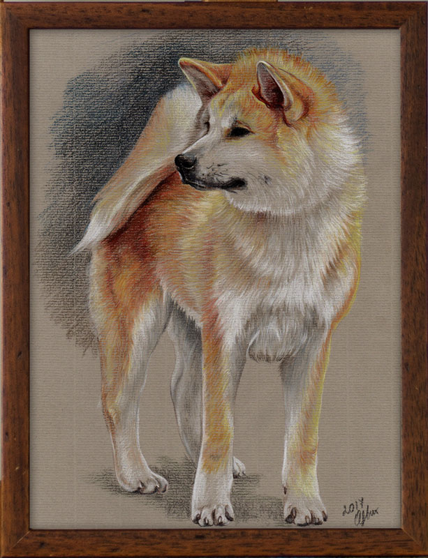 akita_1.jpg