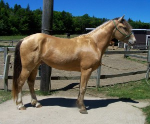 AmberChampagne-300x249.jpg