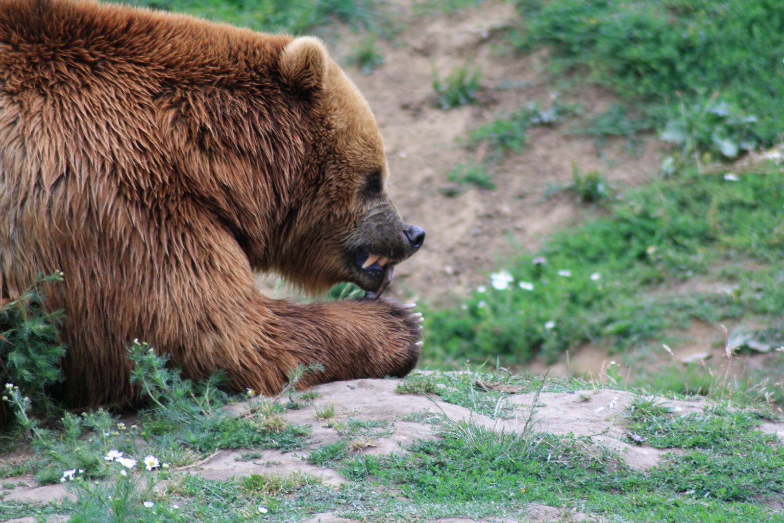 animal-bear-wildlife-zoo-food-mammal-predator-eat-fauna-brown-bear-vertebrate-dangerous-grizzl...jpg