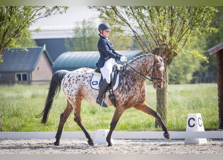 appaloosa-gelding-10years-162-hh-leopard-piebald-dressagehorses-sliedrecht_2f8ad29b-e640-483b-...jpg