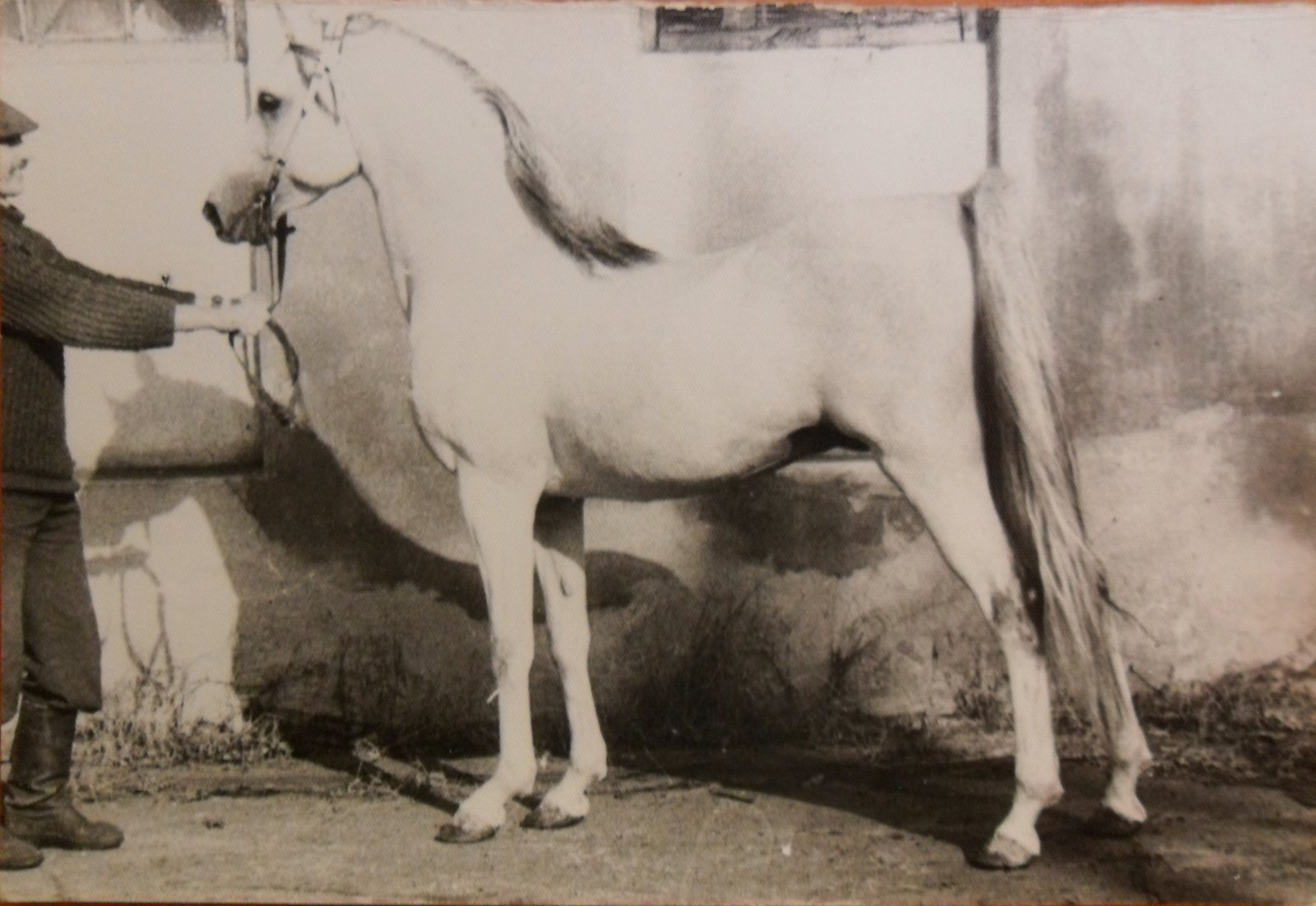 Арафа (Шахриар назрулла - Афифа).JPG