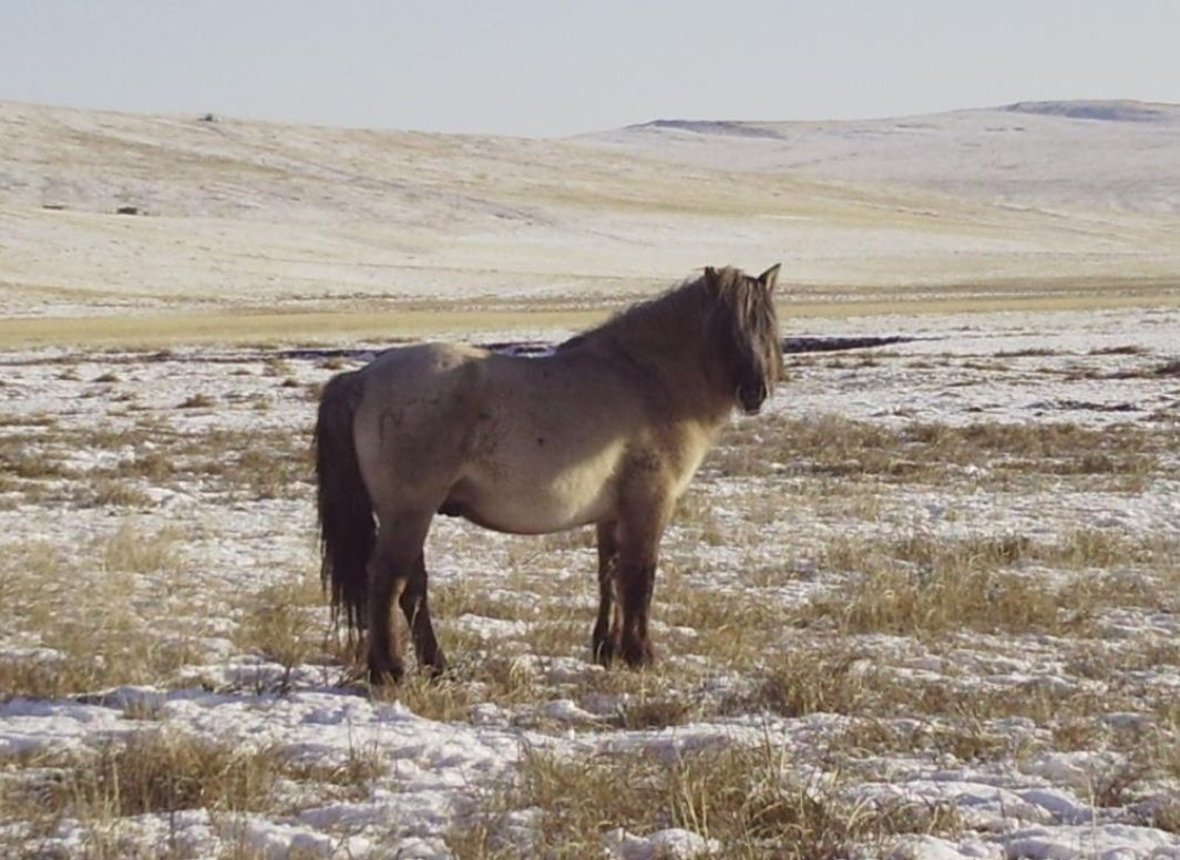 Аргали.jpg