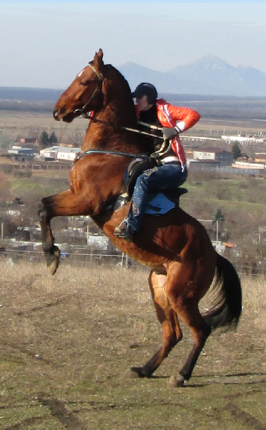 Ататан на дыбах.png