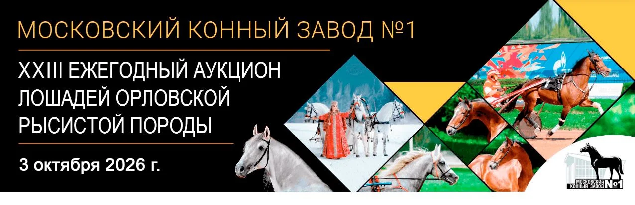 Auction.webp