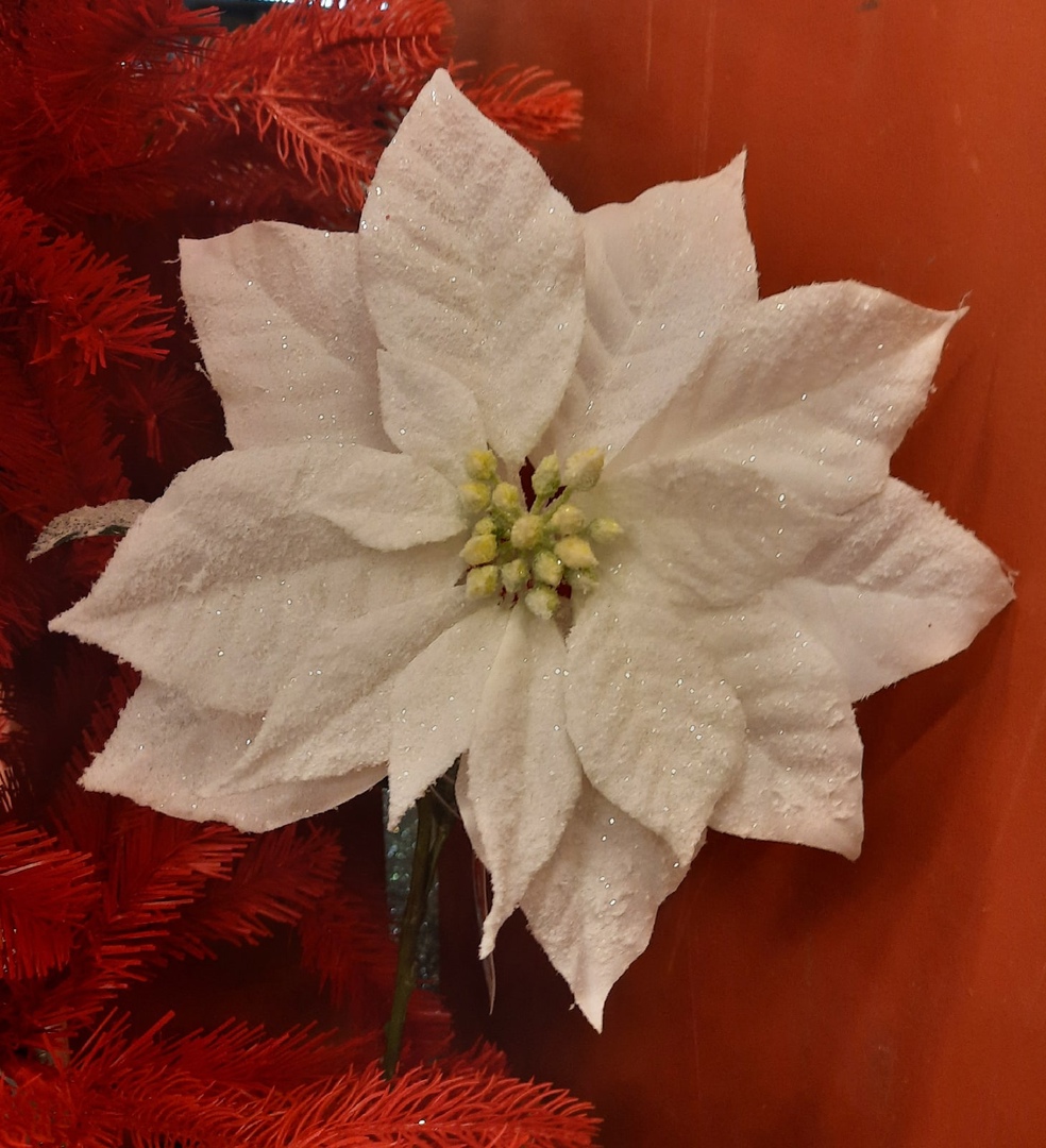 белая пуансеттия.jpg