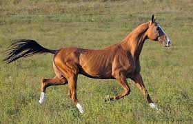 Без названия (1).jpg