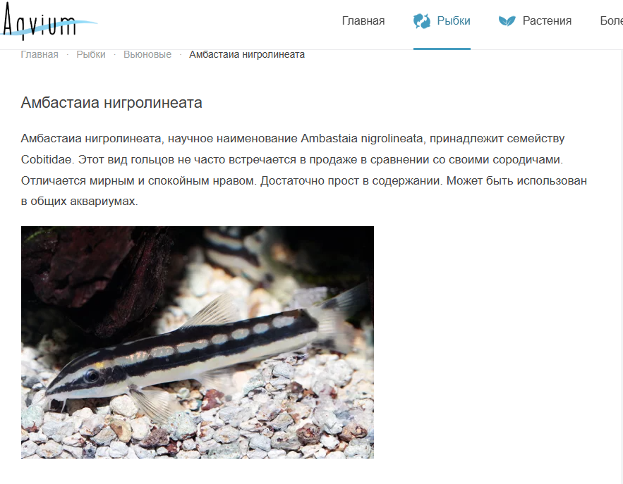 Безымянный.png