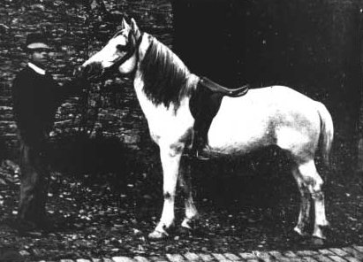 Bidet_de_selle.jpg