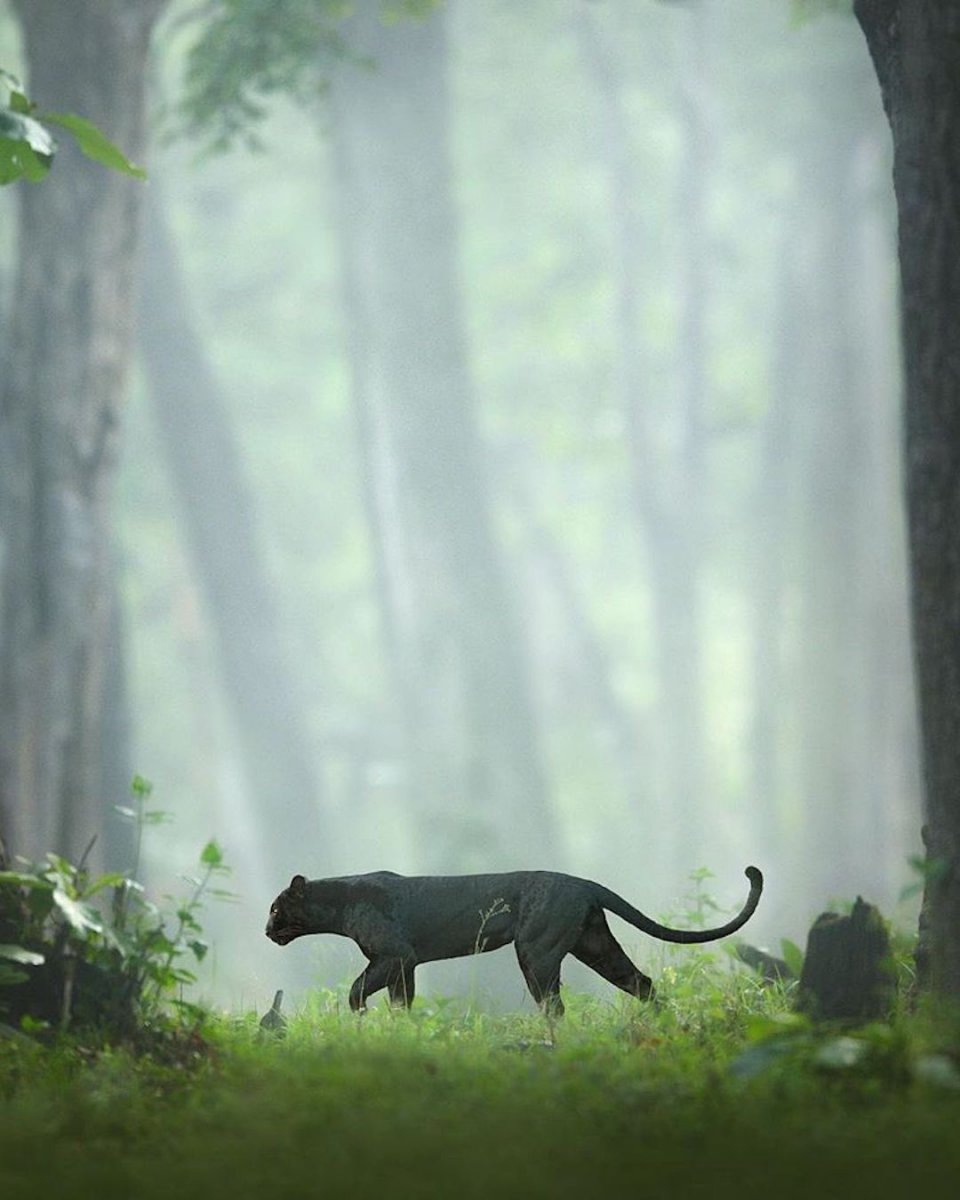 black-panther-photos-shaaz-jung-2.jpg