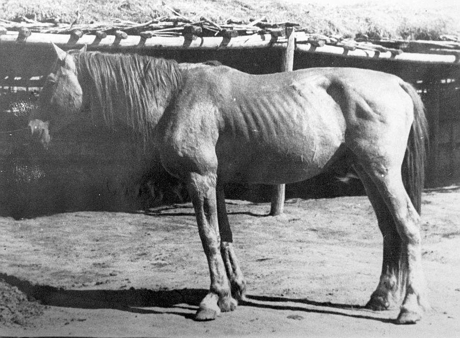 Болгарин дон., завезен в 1929 г. Фото 1948 г.jpg