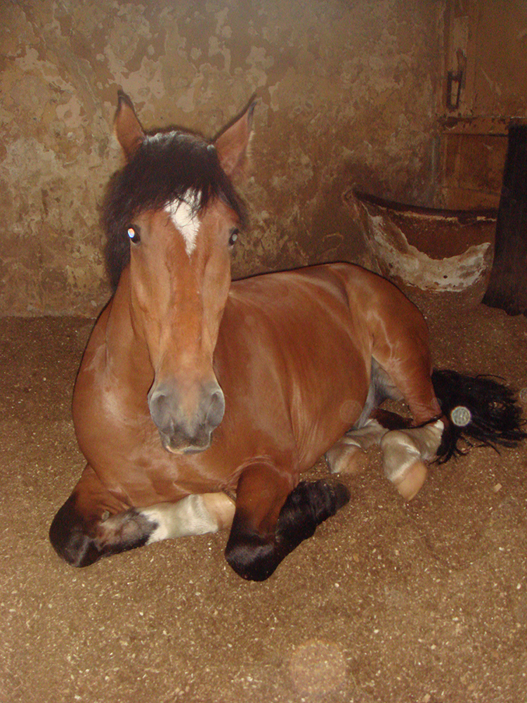 Бони 2009.jpg