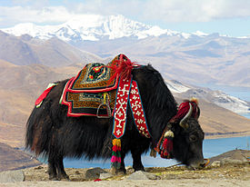 Bos_grunniens_at_Yundrok_Yumtso_Lake.jpg