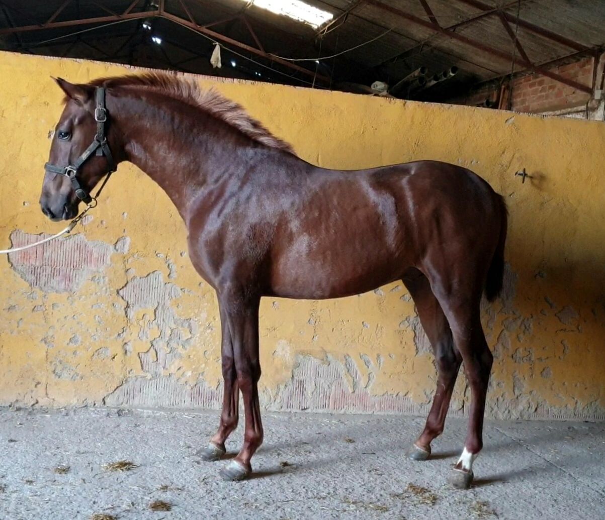 BUCEFALO DE LA G (3).jpeg