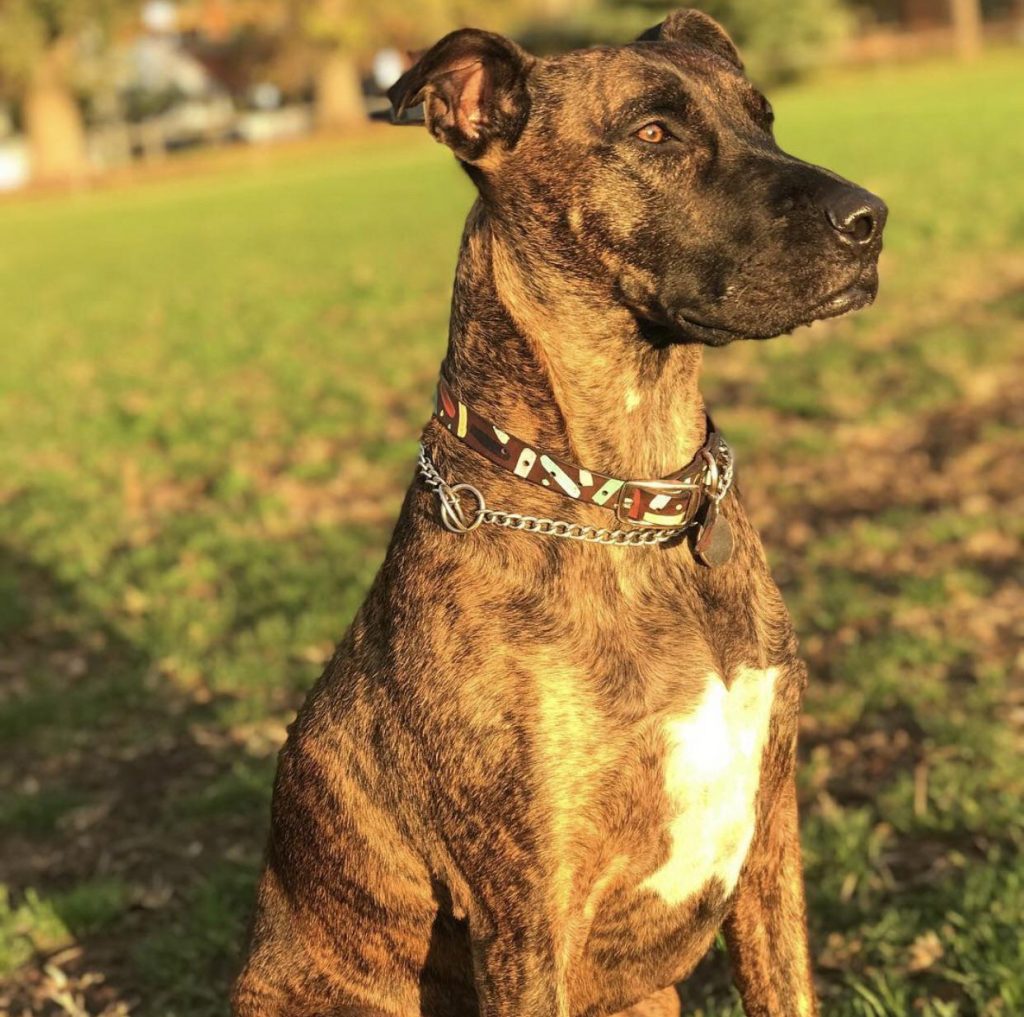 Bull-Arab-Dog-Breed-Information-All-You-Need-To-Know.jpg