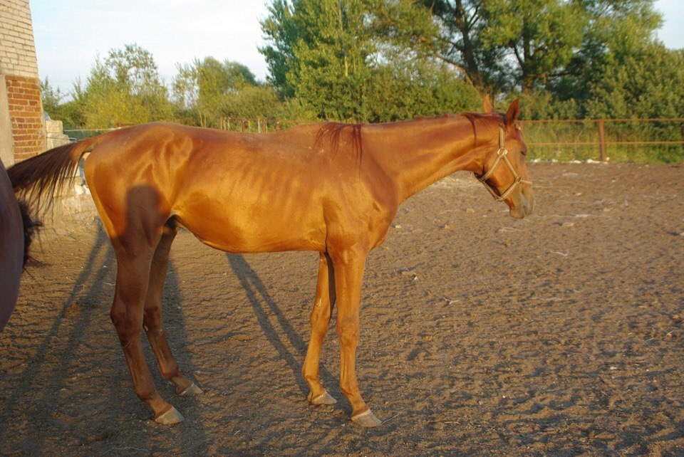 был гринч 2.jpg