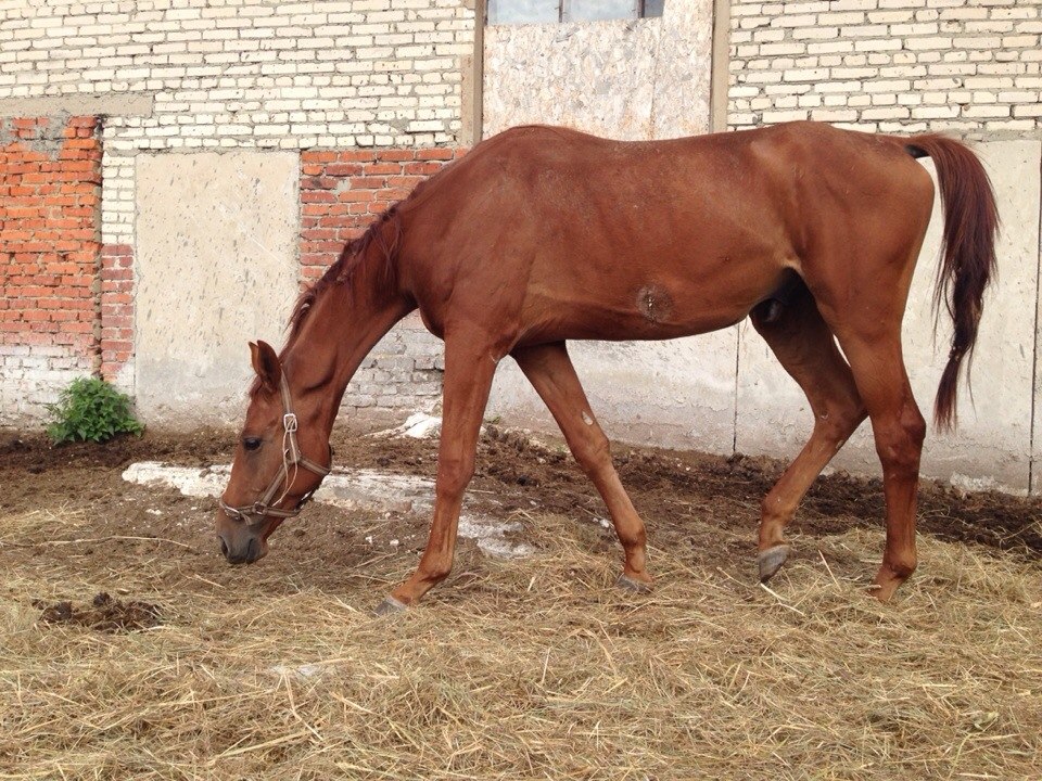 бЫЛ ГРИНЧ1.jpg