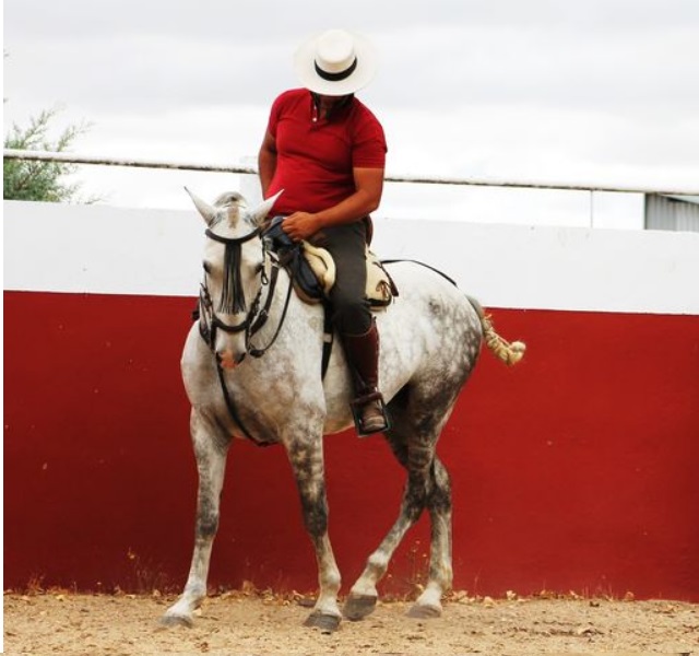 CABALLO CRUZADO TORDO 2.jpg
