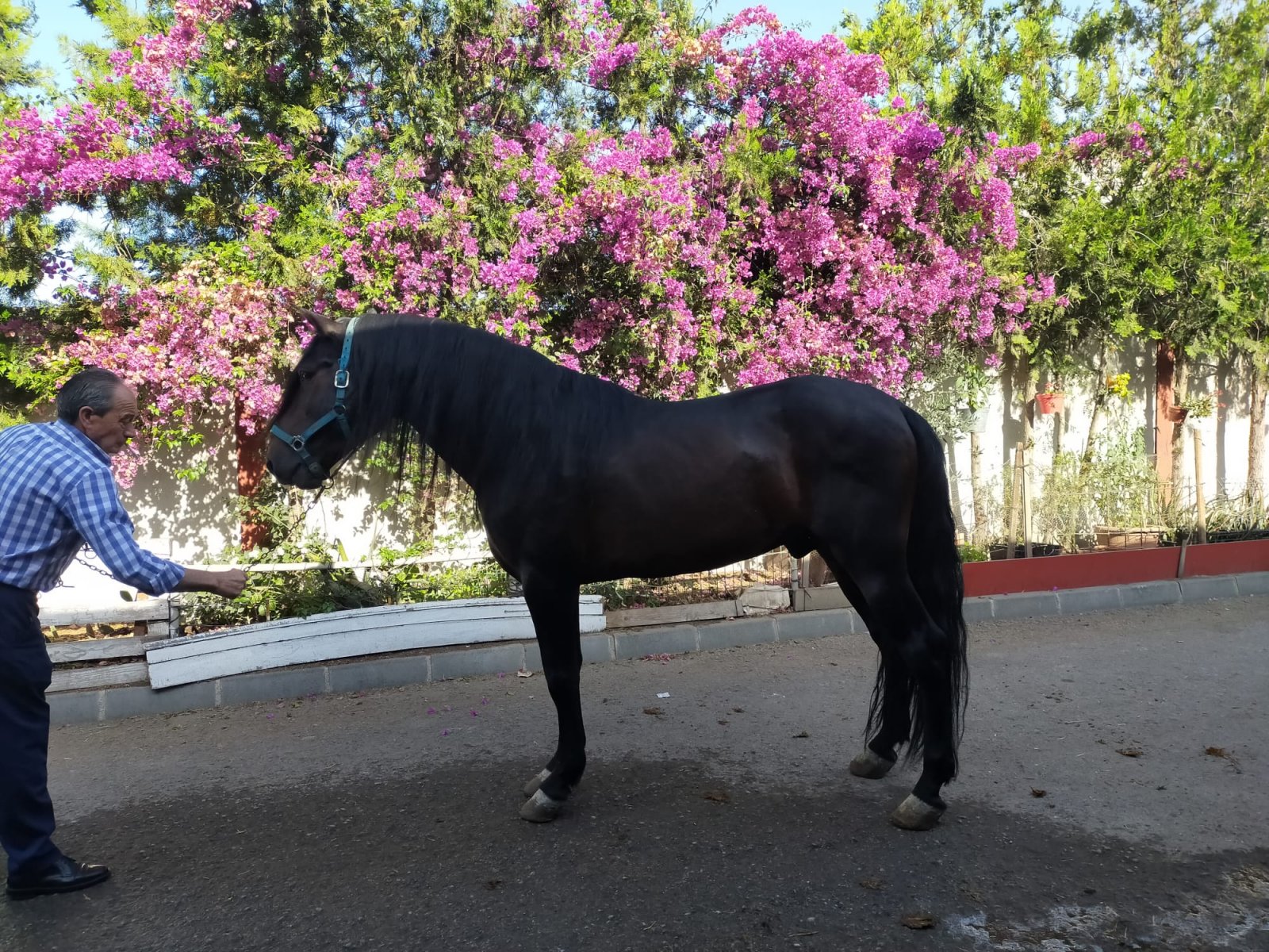 Castaño de enganche (4).jpeg