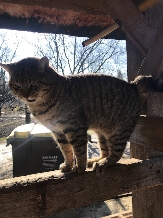 cat2.JPG