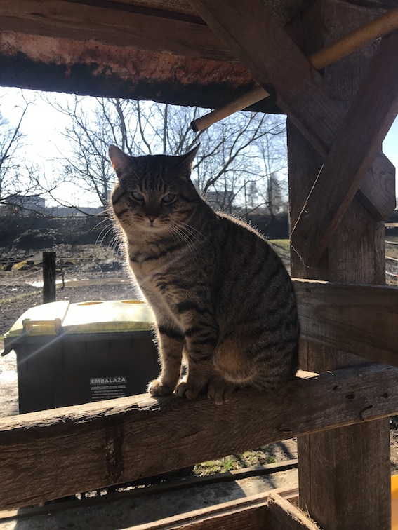 cat3.JPG