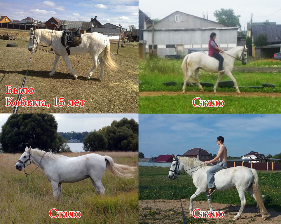 четыре лошади.jpg