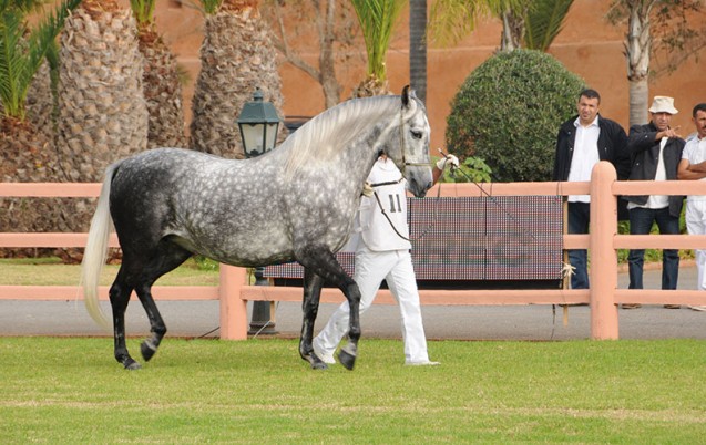 cheval-barbe.jpg