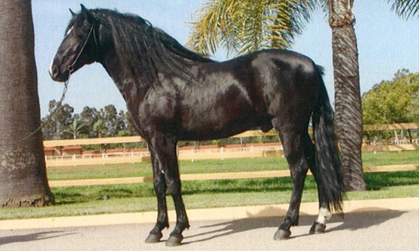 Cheval-Barbe.jpg