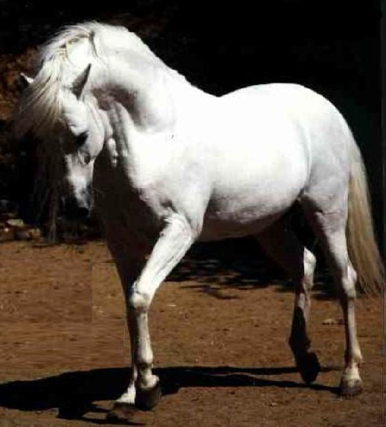 CHEVAL_02.jpg